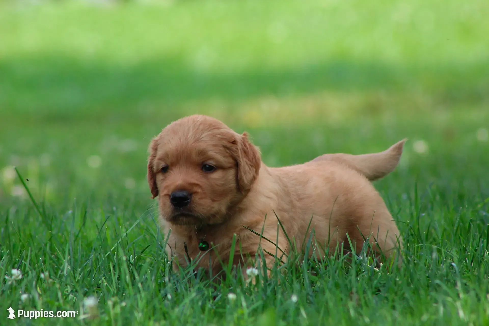 Winston, a male Golden Retriever for sale in Reinholds, PA – 2 of 6