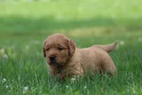 Winston, a male Golden Retriever for sale in Denver, PA – 2 of 6