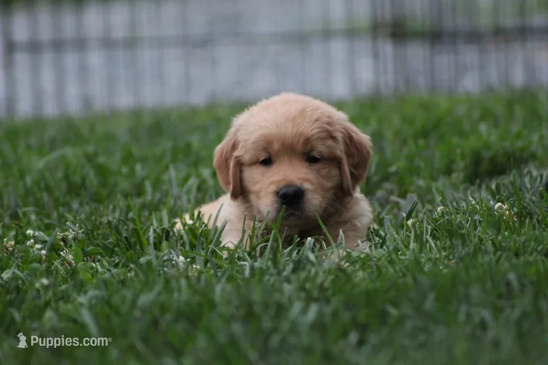 Sophie – Golden Retriever puppy for sale in Reinholds, PA