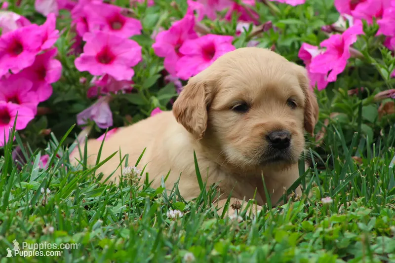 Amber – Golden Retriever puppy for sale in Denver, PA
