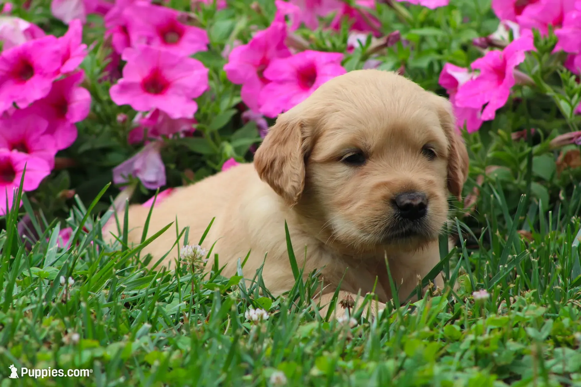 Amber, a female Golden Retriever for sale in Denver, PA – 2 of 5