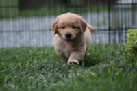 Sophie, a female Golden Retriever for sale in Reinholds, PA – 7 of 7