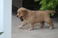 Sophie, a female Golden Retriever for sale in Reinholds, PA – 2 of 7