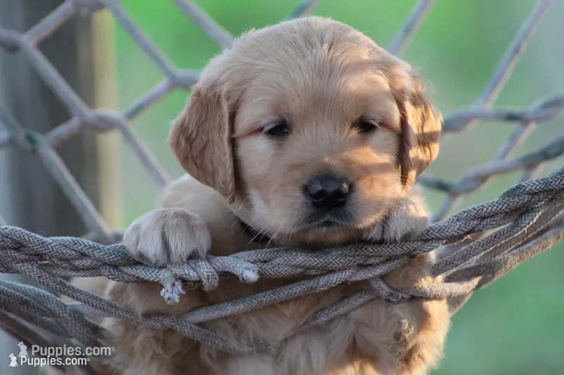 Amber – Golden Retriever puppy for sale in Reinholds, PA