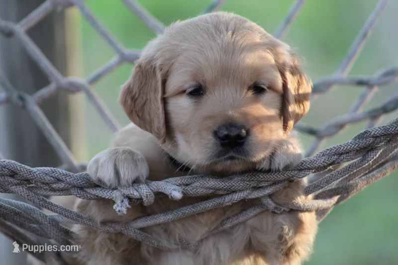 Amber – Golden Retriever puppy for sale in Reinholds, PA
