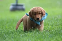 Indie, a female Golden Retriever for sale in Reinholds, PA – 2 of 10