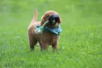 Indie, a female Golden Retriever for sale in Reinholds, PA – 6 of 10