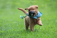 Indie, a female Golden Retriever for sale in Reinholds, PA – 4 of 10