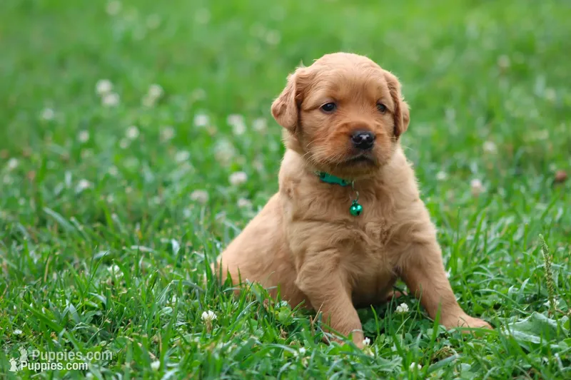 Indie – Golden Retriever puppy for sale in Denver, PA