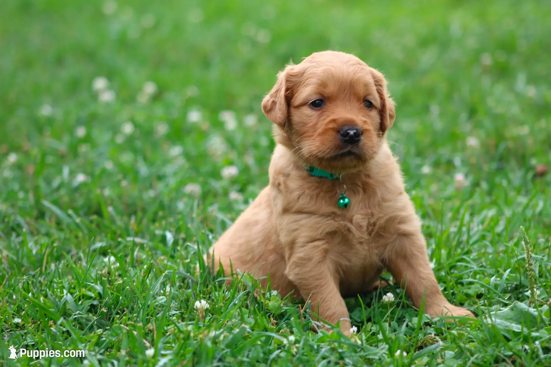 Indie, a female Golden Retriever for sale in Denver, PA – 1 of 4