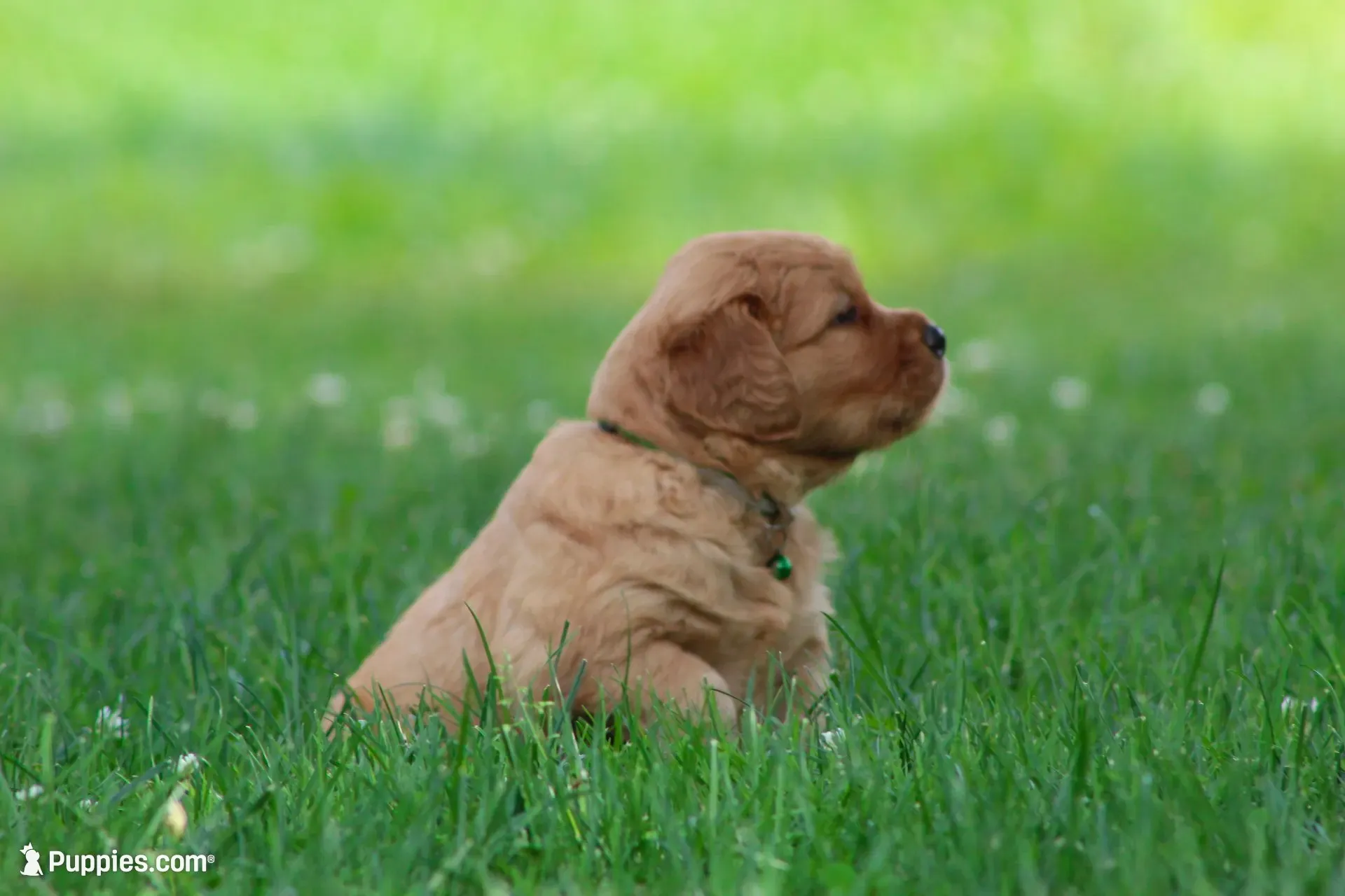 Winston, a male Golden Retriever for sale in Reinholds, PA – 1 of 6