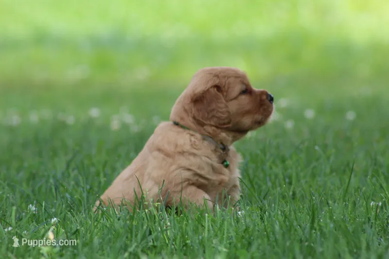 Winston – Golden Retriever puppy for sale in Denver, PA