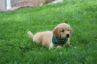 Sophie, a female Golden Retriever for sale in Reinholds, PA – 3 of 7