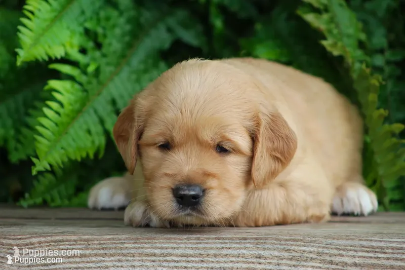 Sophie – Golden Retriever puppy for sale in Denver, PA