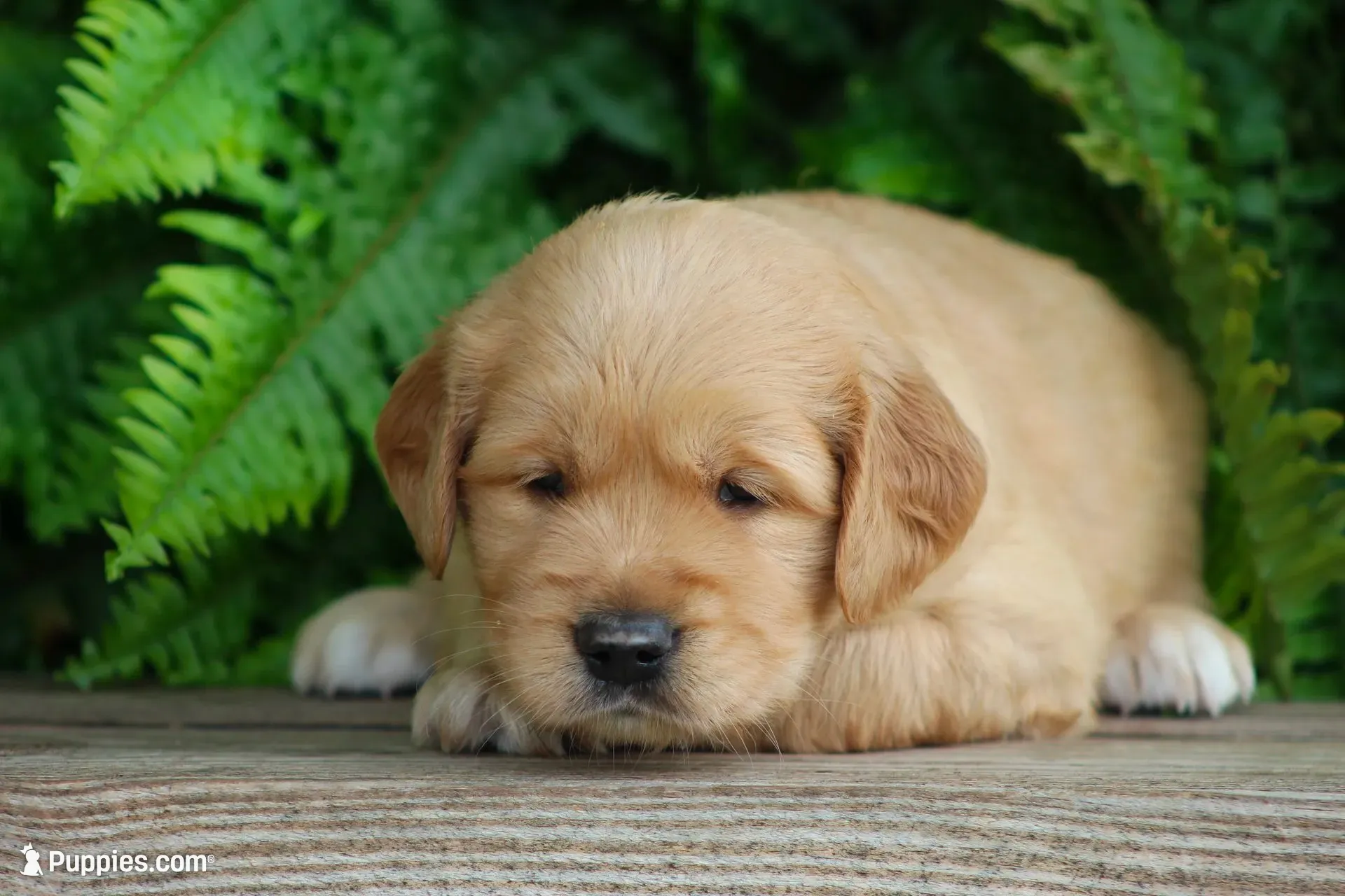 Sophie, a female Golden Retriever for sale in Denver, PA – 1 of 4