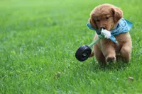 Indie, a female Golden Retriever for sale in Reinholds, PA – 7 of 10