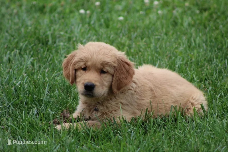 Sophie – Golden Retriever puppy for sale in Reinholds, PA