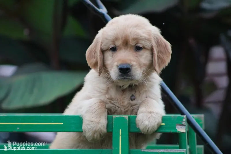 Lyla – Golden Retriever puppy for sale in Reinholds, PA