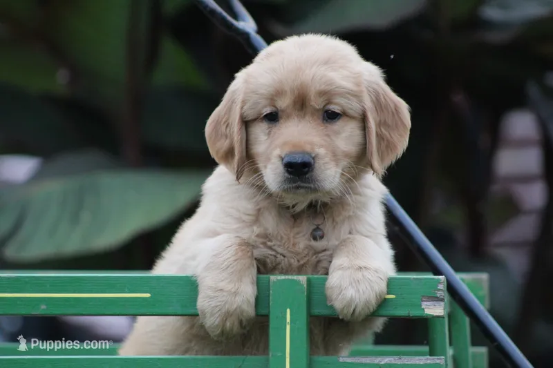 Lyla – Golden Retriever puppy for sale in Reinholds, PA