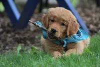 Indie, a female Golden Retriever for sale in Reinholds, PA – 1 of 10
