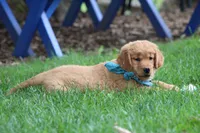 Indie, a female Golden Retriever for sale in Reinholds, PA – 3 of 10