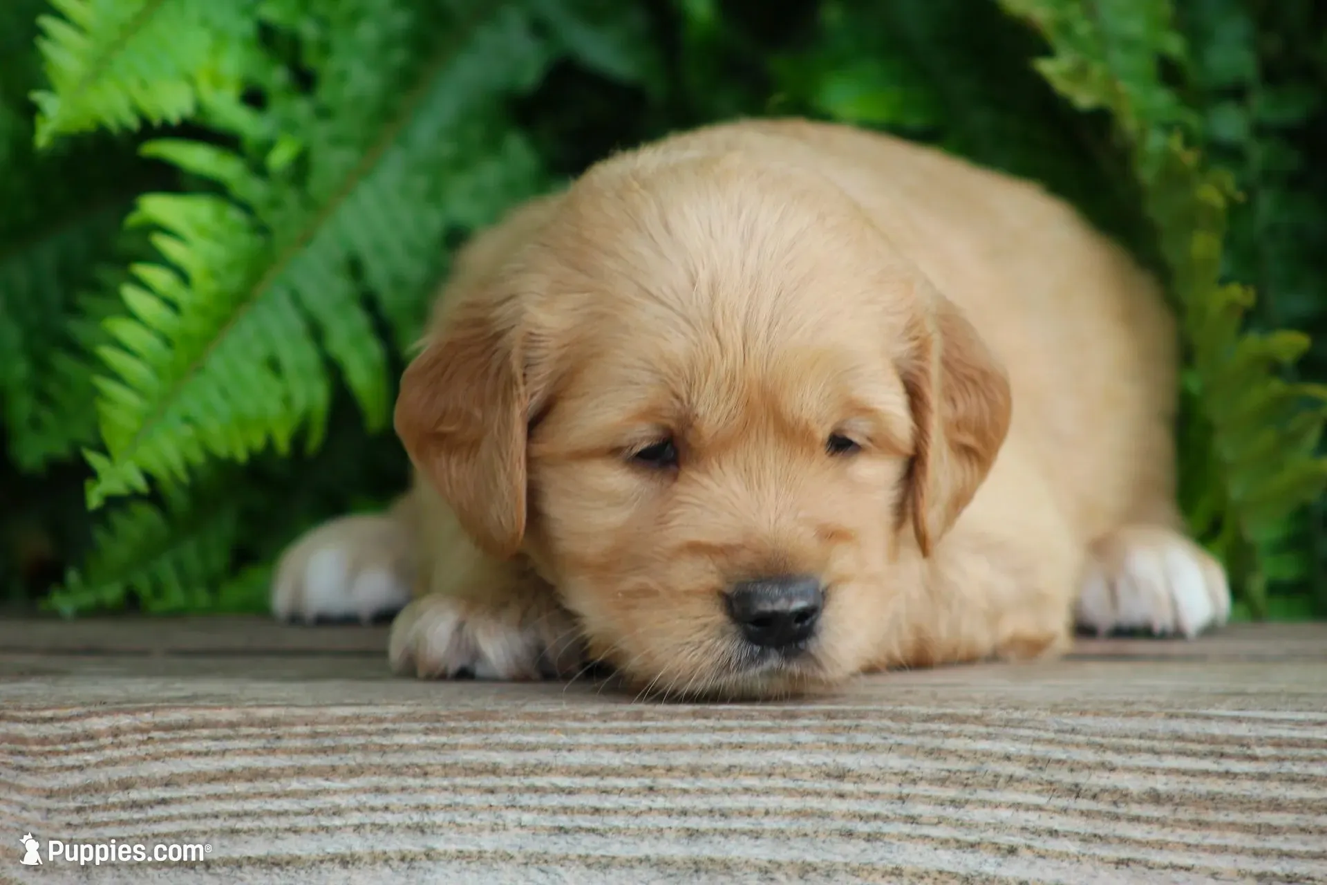 Sophie, a female Golden Retriever for sale in Denver, PA – 2 of 4