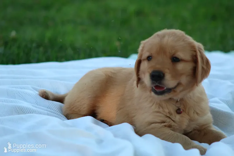 Lyla – Golden Retriever puppy for sale in Reinholds, PA