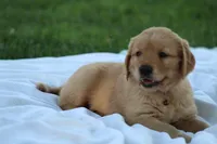 Lyla, a male Golden Retriever for sale in Reinholds, PA – 1 of 3