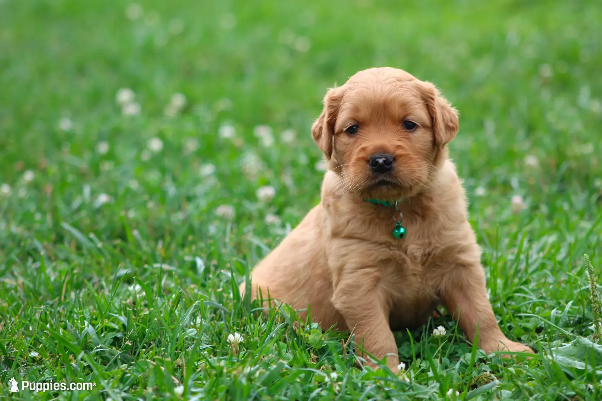 Indie, a female Golden Retriever for sale in Denver, PA – 2 of 4