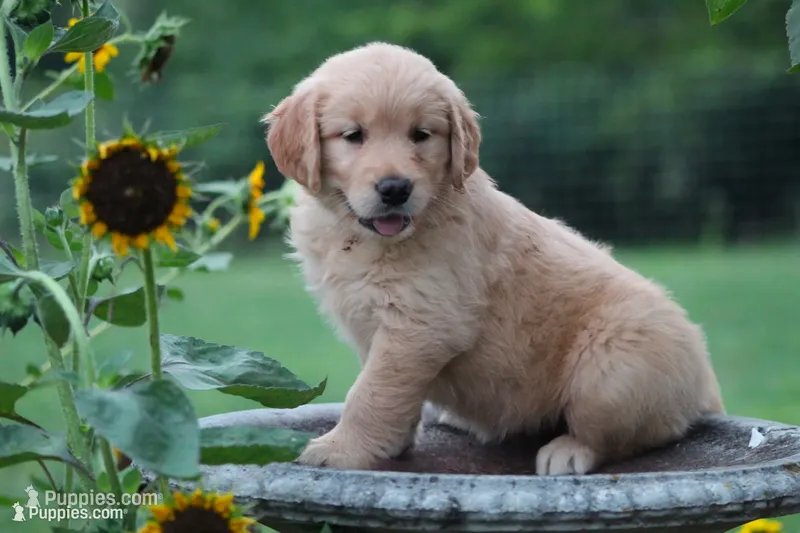 Amber – Golden Retriever puppy for sale in Reinholds, PA