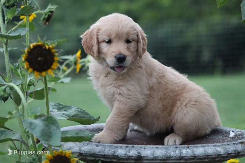 Amber – Golden Retriever puppy for sale in Reinholds, PA