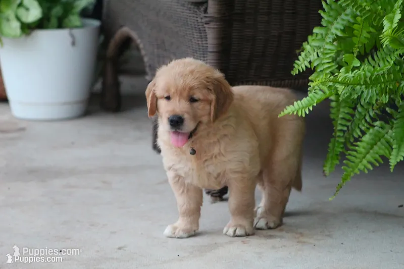 Sophie – Golden Retriever puppy for sale in Reinholds, PA