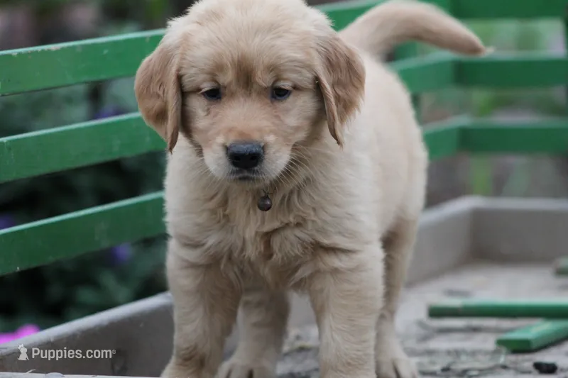 Lyla – Golden Retriever puppy for sale in Reinholds, PA