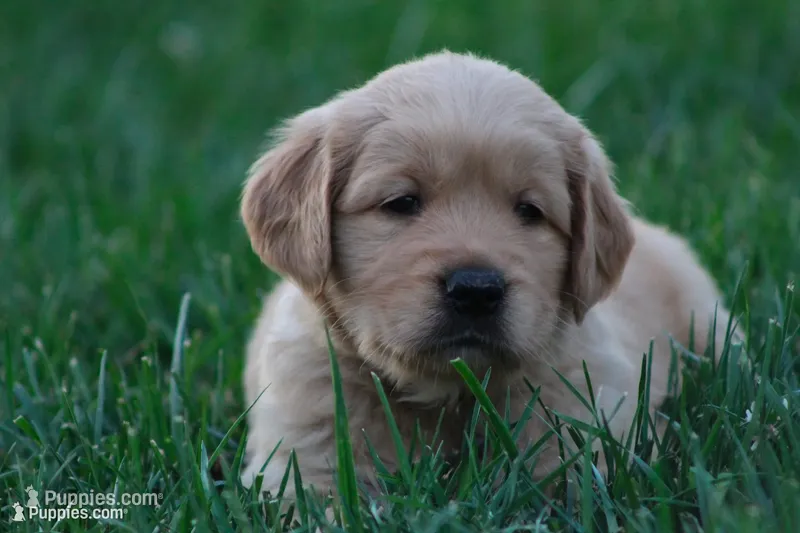 Sophie – Golden Retriever puppy for sale in Reinholds, PA