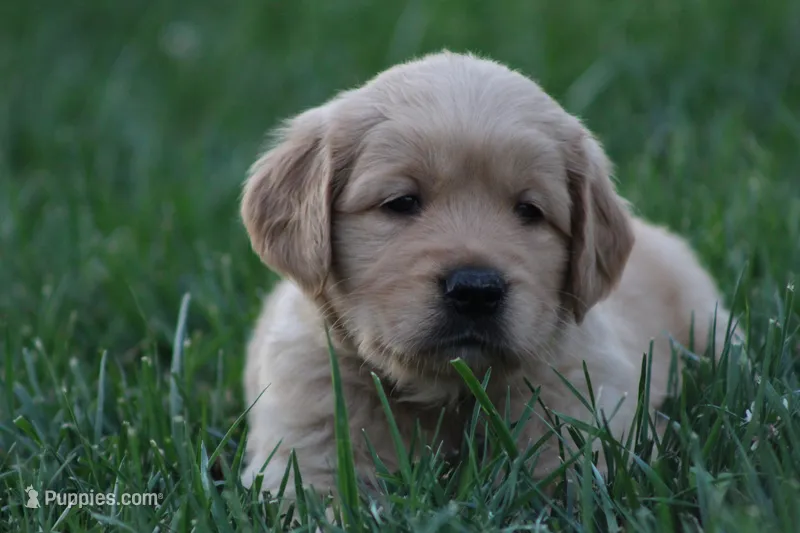 Sophie – Golden Retriever puppy for sale in Reinholds, PA