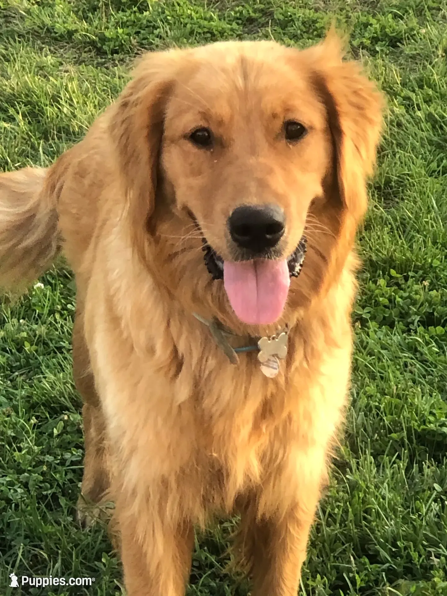 Winston, a male Golden Retriever for sale in Reinholds, PA – 5 of 6