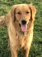 Winston, a male Golden Retriever for sale in Denver, PA – 5 of 6