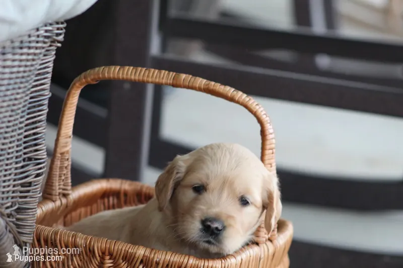 Amber – Golden Retriever puppy for sale in Denver, PA