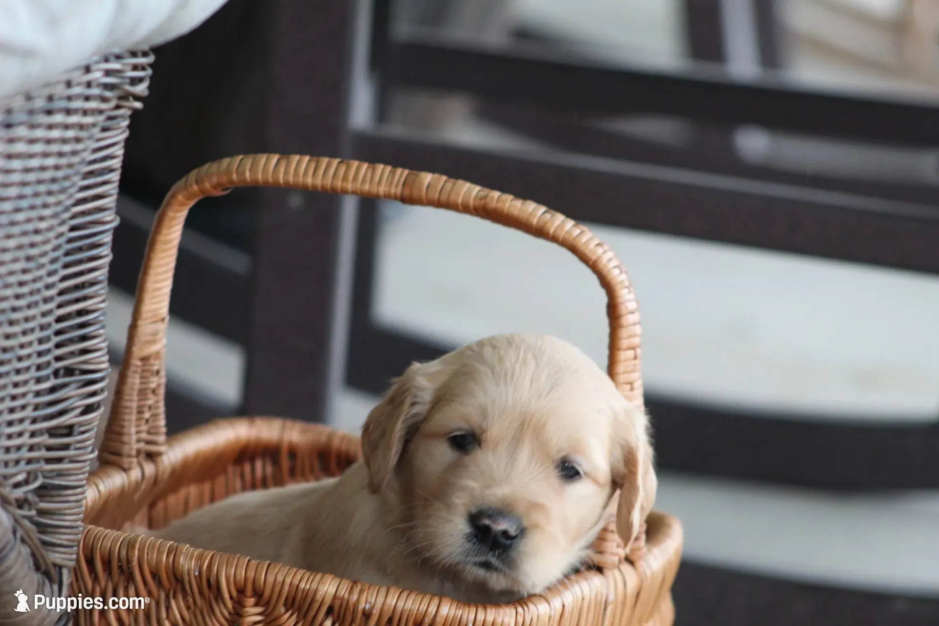 Amber, a female Golden Retriever for sale in Denver, PA – 3 of 5