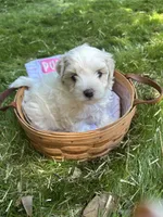 Chubby, a male Maltipoo for sale in Selbyville, DE – 4 of 6