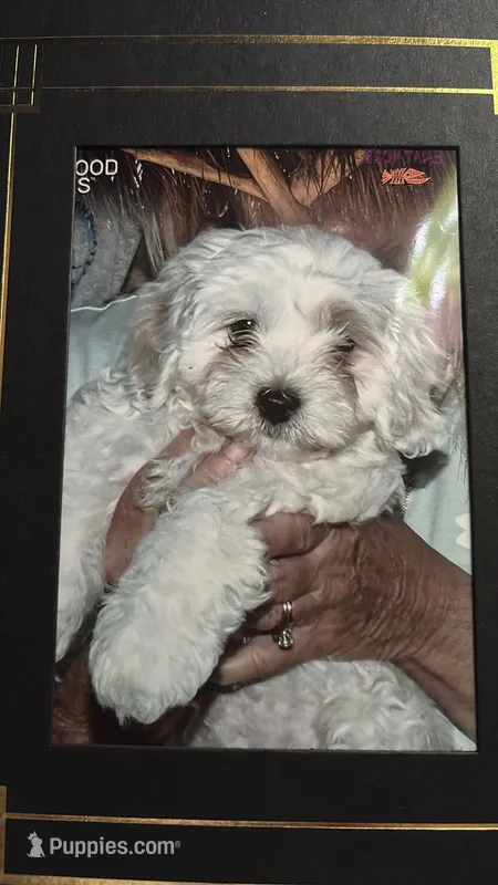 Chubby – Maltipoo puppy for sale in Selbyville, DE