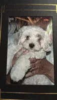 Chubby, a male Maltipoo for sale in Selbyville, DE – 1 of 6