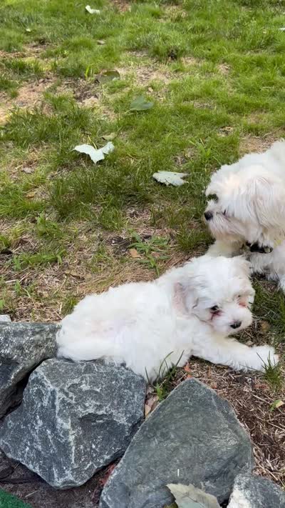 Chubby, a male Maltipoo for sale in Selbyville, DE – 6 of 6