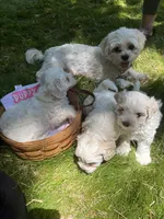 Chubby, a male Maltipoo for sale in Selbyville, DE – 5 of 6