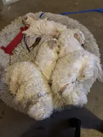 Chubby, a male Maltipoo for sale in Selbyville, DE – 3 of 6