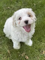 Chubby, a male Maltipoo for sale in Selbyville, DE – 2 of 6