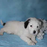 Leon Messi, a male Portuguese Water Dog for sale in Leesburg, VA – 2 of 5