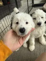 Leon Messi, a male Portuguese Water Dog for sale in Leesburg, VA – 4 of 5