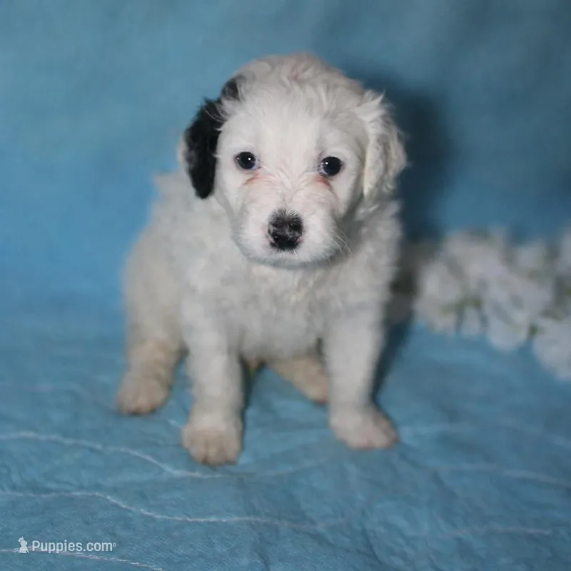 Leon Messi – Portuguese Water Dog puppy for sale in Leesburg, VA