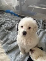Leon Messi, a male Portuguese Water Dog for sale in Leesburg, VA – 5 of 5